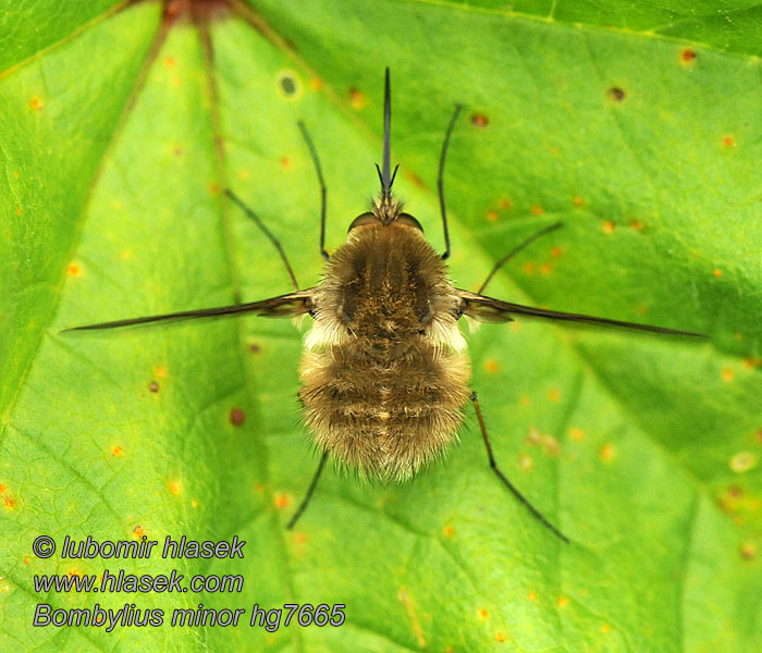 Humleflue Kleine wolzwever Wollschwebe Bombylius minor