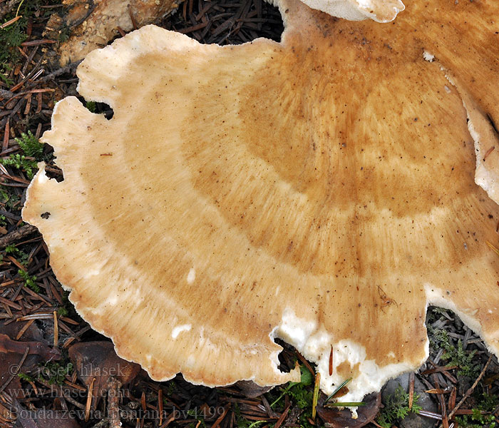 Bondarzewia montana Polypore montagnes