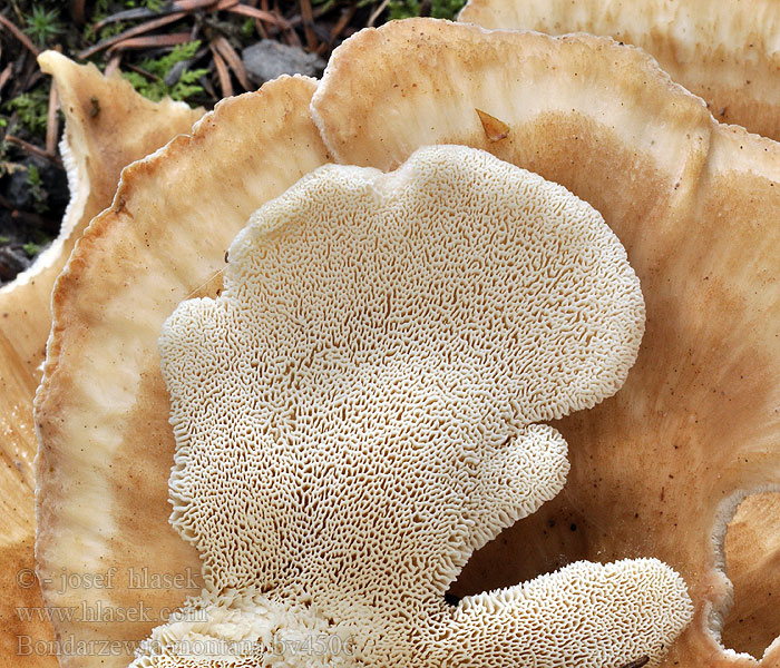 Bondarzewia montana Gemeiner Bergporling