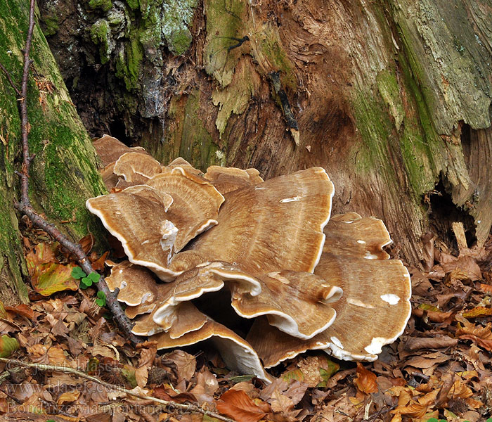 Gemeiner Bergporling Bondarzewia montana