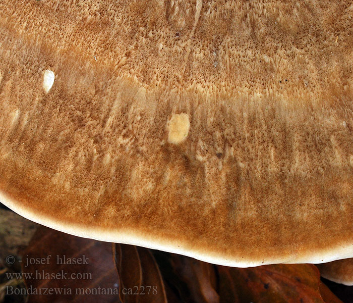 Polypore montagnes Bondarzewia montana