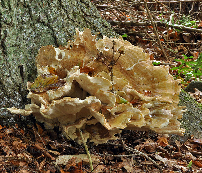 Bondarzewia montana