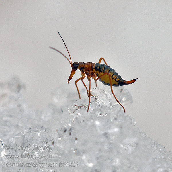 Sněžnice lesklá Snow scorpionfly Schnabelfliegen