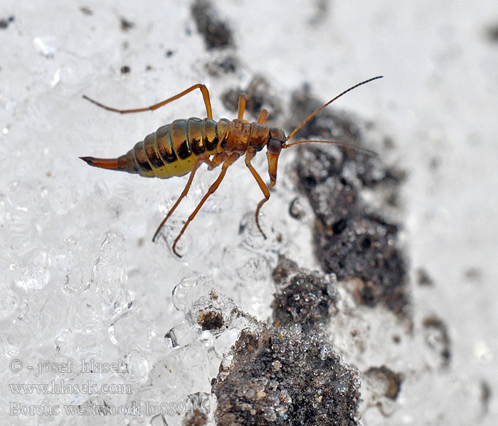 Zuidelijke sneeuwvlo Ormányos hótücsök Pośnieżek zielony