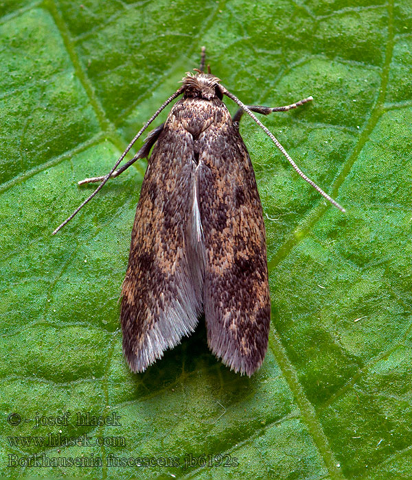 Borkhausenia fuscescens