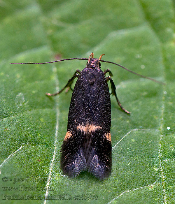 Borkhausenia minutella