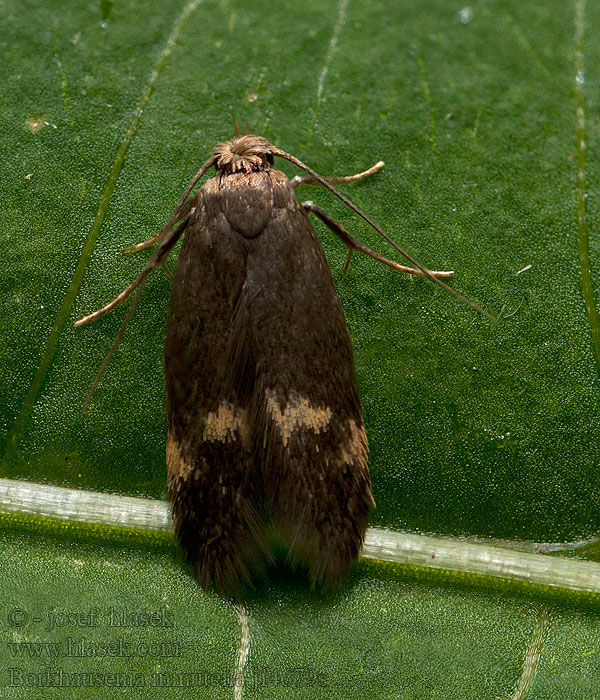 Borkhausenia minutella