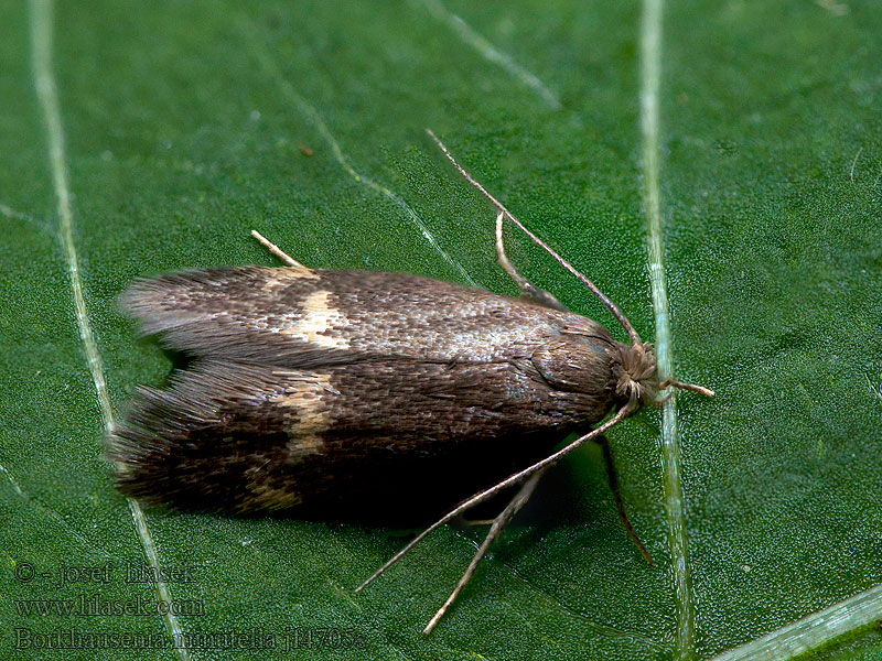 Borkhausenia minutella