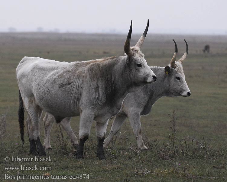 Liellops പശു Ышкал गाय Lembu Baqra နွား