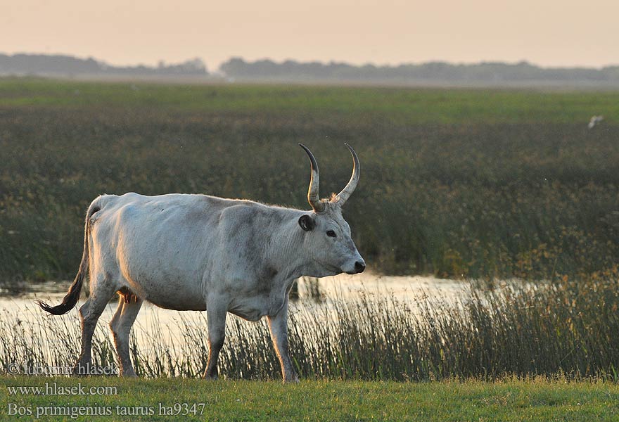 Cattle Dairy cow Корова домашняя Tur domácí