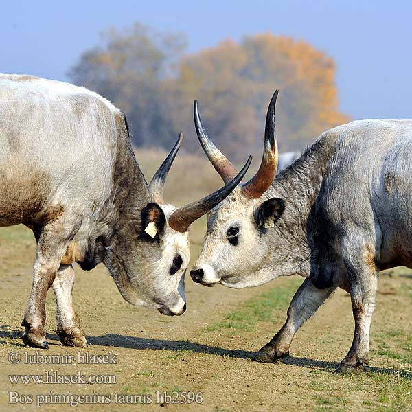 Tur domácí Kráva Hausrind Boeuf domestique Bovino Uro Vaca