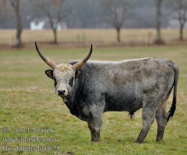 Tur domácí Kráva Hausrind Boeuf domestique Bovino Uro Vaca