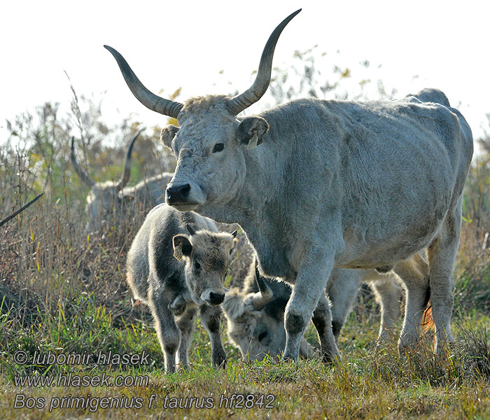 Bos_taurus_hf2842