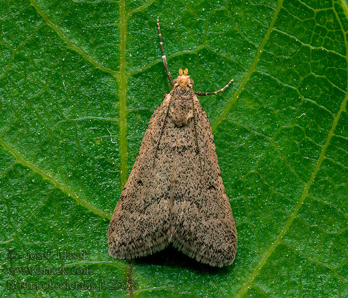 Bostra obsoletalis Asopie Bursa