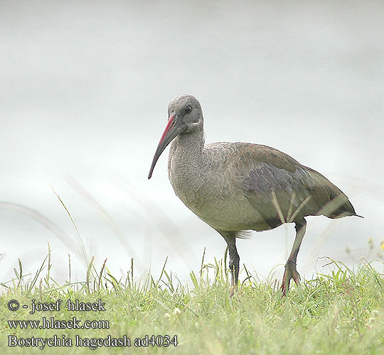 Bostrychia hagedash Hagedashia Hadeda Hadada Ibis Hadadaibis