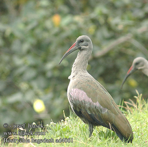 Hadadaiibis Ibis hagedash Hagedasch Ibis Ibis białowąsy