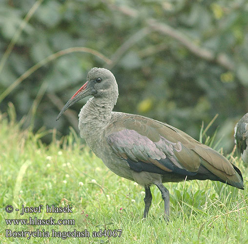 Ibis hagedaš Hagedashibis iNkankane Ing'ang'ane Kwarara