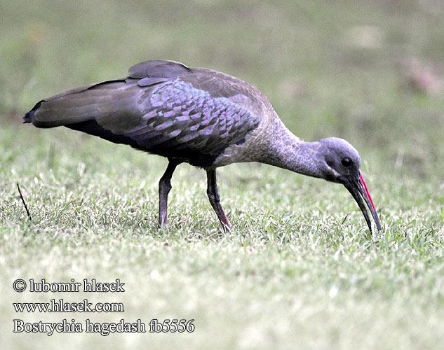 Hadeda Hadada Ibis Hadadaibis Hadadaiibis Ibis hagedash