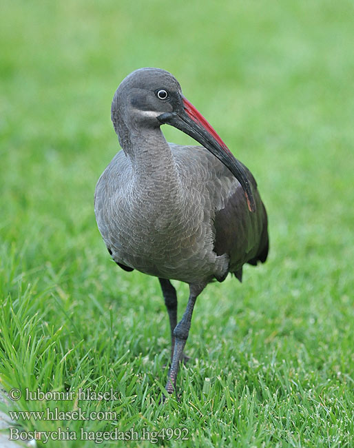 Ibis hagedash Ibis białowąsy Ibis hagedaš