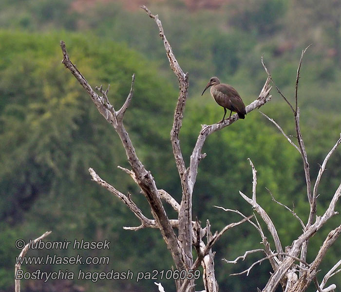 Ibis hagedaš Bostrychia hagedash