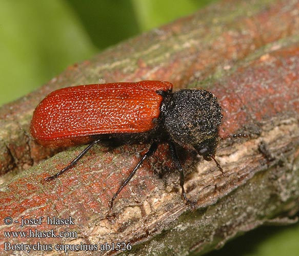 Bostrychus capucinus Capuchin Beetle Kapuzinerkäfer