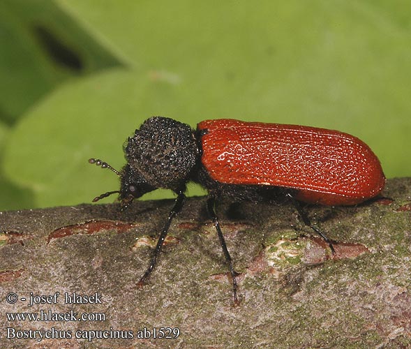 Bostrychus capucinus Roter Kapuziner kapturnik kapucynek