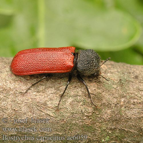 Bostrychus capucinus Bostrichus Apate 红腹槲长蠹