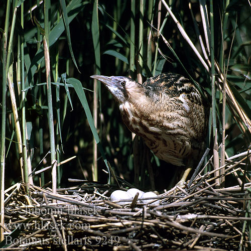 Botaurus stellaris Bittern Rohrdommel Butor étoilé