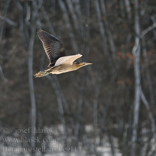 Bittern Rohrdommel Butor étoilé Avetoro Común Bukač velký