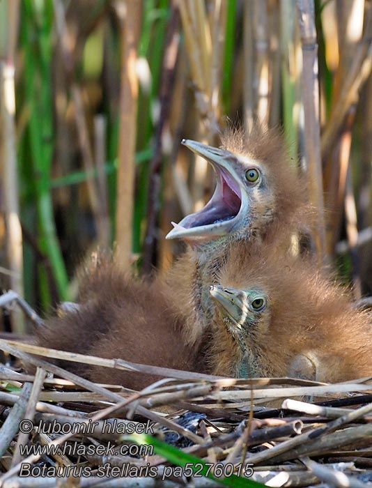 大麻鳽 サンカノゴイ Botaurus stellaris