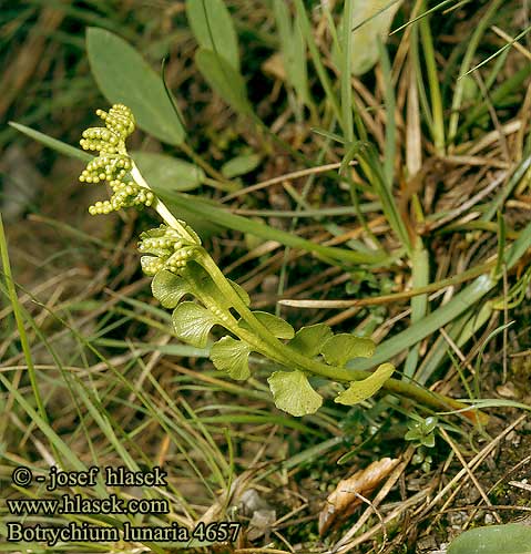 Botrychium lunaria Botrychium lunaria Moonwort Ketonoidanlukko