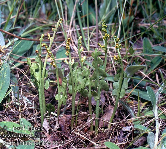 Botrychium lunaria Gemeine Mondraute Vratička mesiačikovitá měsíční