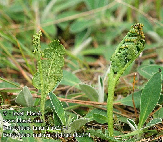 Botrychium lunaria Moonwort Vratička měsíční