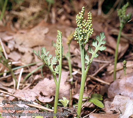 Botrychium matricariifolium Matricary Saunionoidanlukko