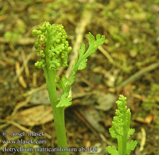 Botrychium matricariifolium Kamillen-Mondraute