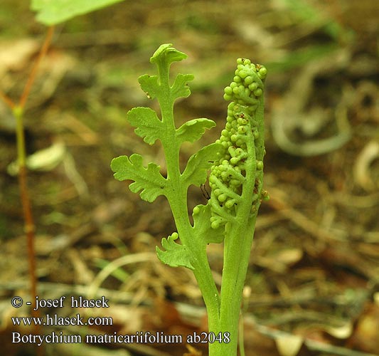 Botrychium matricariifolium Podejźrzon marunowy Saunionoidanlukko