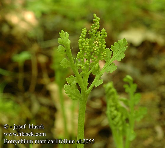 Botrychium matricariifolium Huldrenøkkel Гроздовник ромашколистный