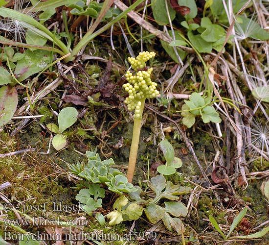 Botrychium multifidum Leathery grapefern Noidanlukot Ahonoidanlukko