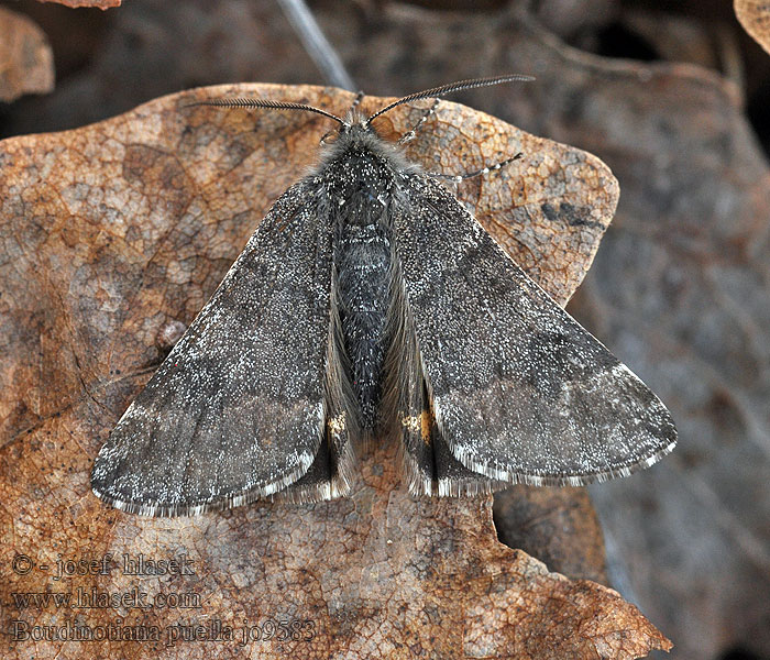 Pale orange underwing Boudinotiana puella