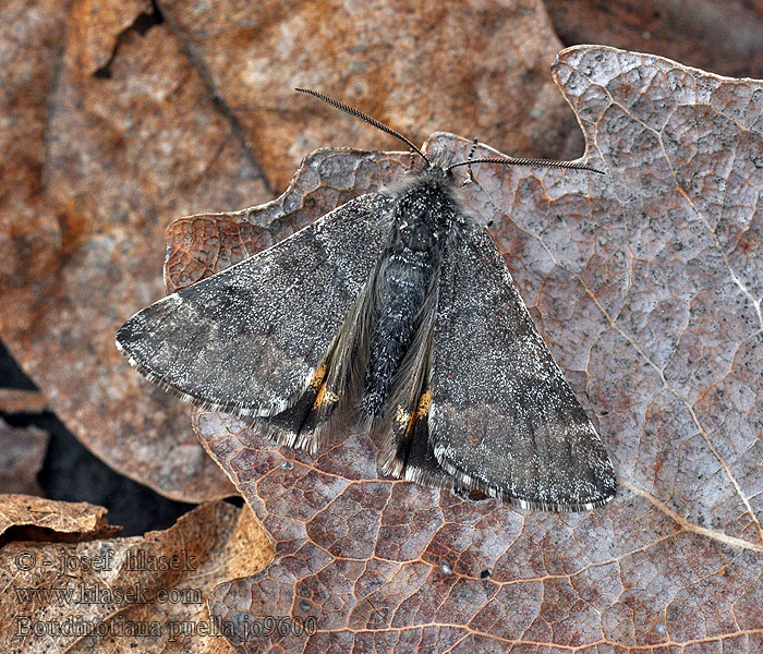 Kleines Jungfernkind Archiearis puella