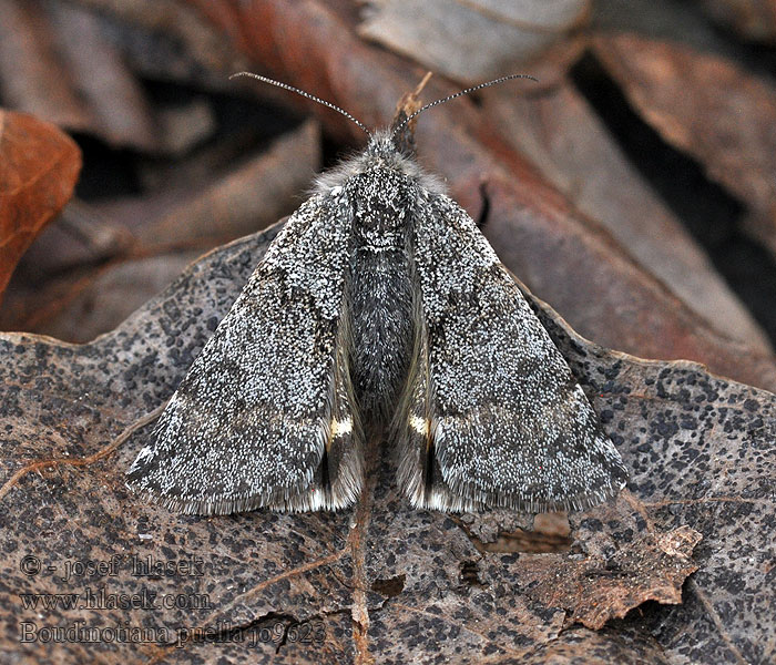 Boudinotiana puella