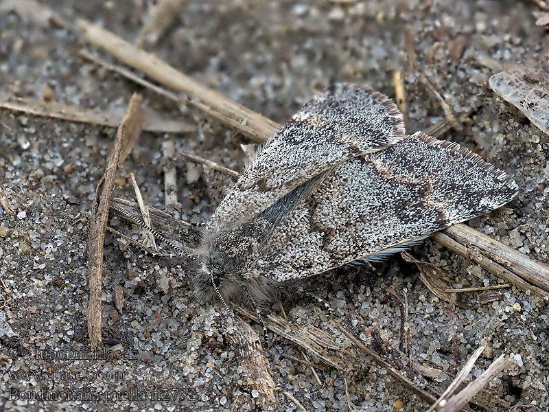 Boudinotiana puella Archiearis Černoproužka topolová Kleines Jungfernkind