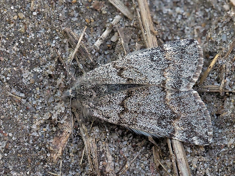 Boudinotiana puella Kleines Jungfernkind Pale orange underwing