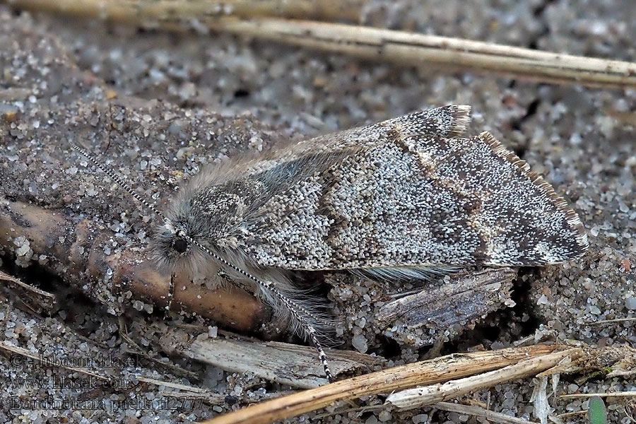 Kleines Jungfernkind Boudinotiana puella Archiearis Černoproužka topolová
