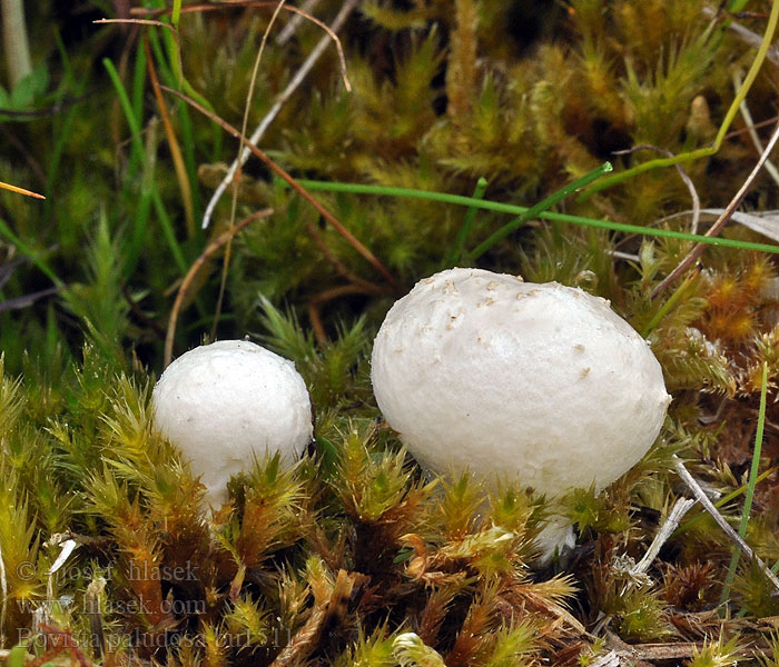 Bovista paludosa Sumpf-Bovist Moor-Bovist