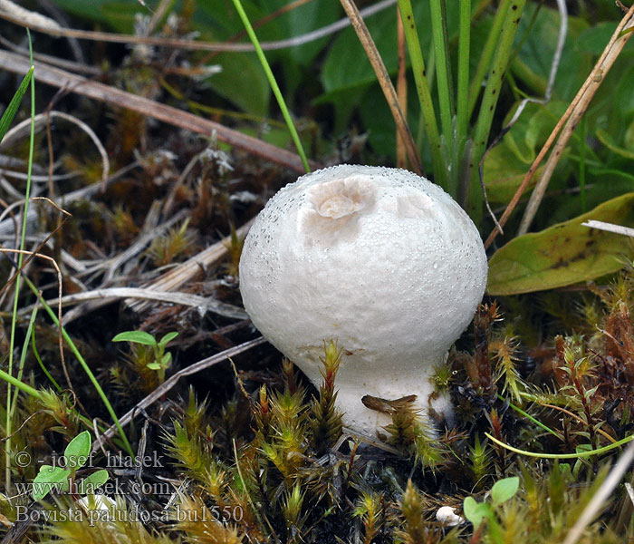 Bovista paludosa Myrrøyksopp Fen puffball