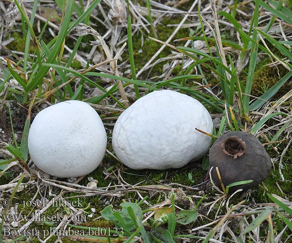 Fúkavec sivý 铅色灰球菌 Blygrå äggsvamp bovist Grey Puffball