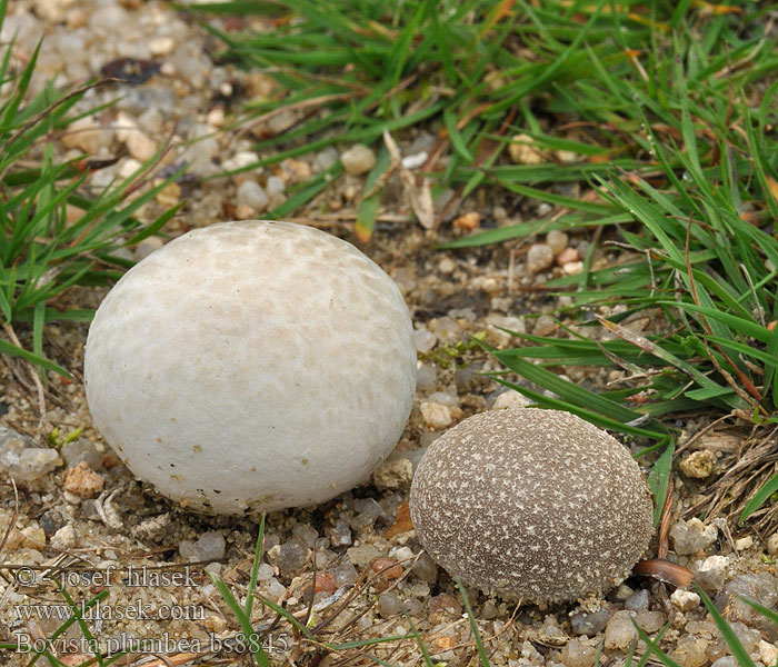 Bovista plumbea Bleigrauer Bovist Kurzawka ołowiana