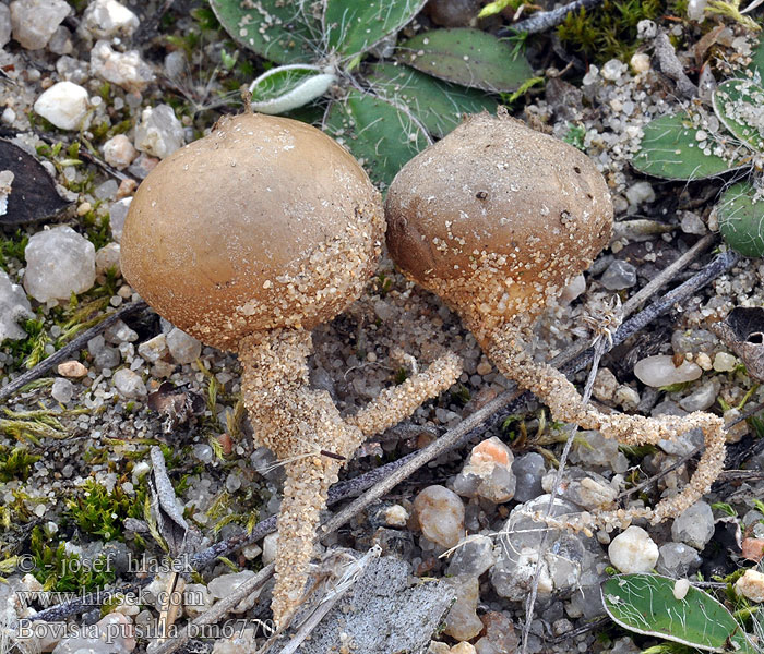 Bovista pusilla Lycoperdon pusillum Prášivka maličká