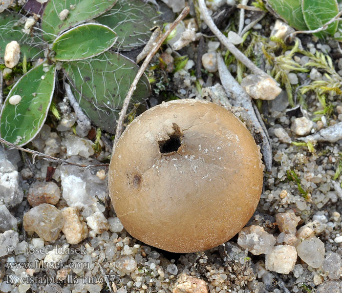 Zwergbovist Kleinster Bovist Heidestäubling Kleine bovist